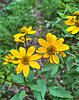 photo thumbnail #15