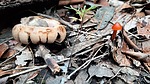 photo thumbnail #3