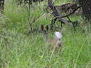 photo thumbnail #8
