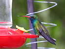 photo thumbnail #15