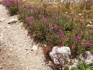 photo thumbnail #12