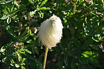 photo thumbnail #13