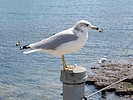 photo thumbnail #14