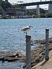 photo thumbnail #12