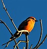 photo thumbnail #11