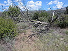 photo thumbnail #1
