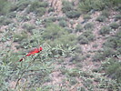 photo thumbnail #4