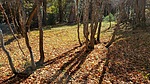 photo thumbnail #8
