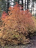 photo thumbnail #11