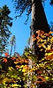 photo thumbnail #12