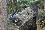 photo thumbnail #14