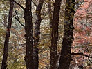 photo thumbnail #15