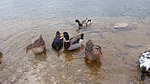 photo thumbnail #2