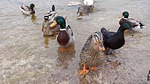 photo thumbnail #4