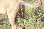 photo thumbnail #14