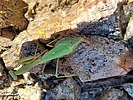 photo thumbnail #15