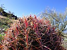 photo thumbnail #5