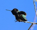 photo thumbnail #9