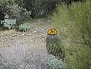 photo thumbnail #9