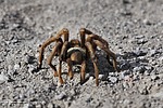 photo thumbnail #5
