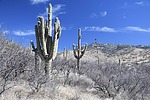 photo thumbnail #13