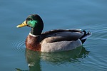 photo thumbnail #8