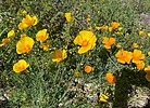 photo thumbnail #6