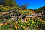 photo thumbnail #5