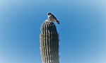 photo thumbnail #12