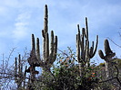 photo thumbnail #15