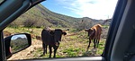 photo thumbnail #12