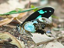 photo thumbnail #4