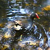 photo thumbnail #6