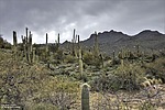 photo thumbnail #10