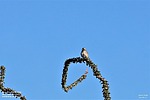 photo thumbnail #13
