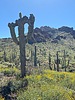 photo thumbnail #5