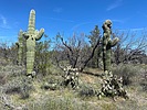 photo thumbnail #4