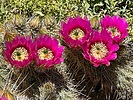 photo thumbnail #8