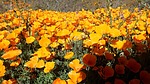 photo thumbnail #12