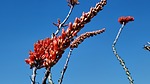 photo thumbnail #7