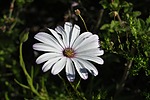 photo thumbnail #13