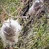 photo thumbnail #15