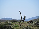 photo thumbnail #9