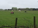 photo thumbnail #12