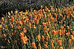 photo thumbnail #10