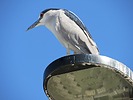 photo thumbnail #15