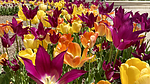 photo thumbnail #6