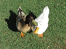 photo thumbnail #13