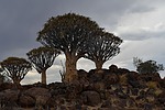 photo thumbnail #8