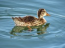 photo thumbnail #9